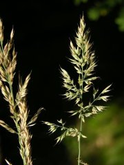 http://www.biopix.com/creeping-soft-grass-holcus-mollis_photo-26255.aspx