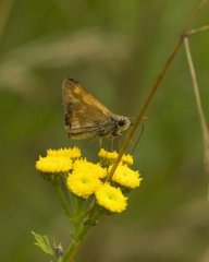 http://animaldiversity.ummz.umich.edu/site/resources/phil_myers/lepidoptera/Hesperiidae_M-Z/skipper9355.jpg/medium.jpg