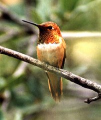 http://en.wikipedia.org/wiki/Rufous_hummingbird