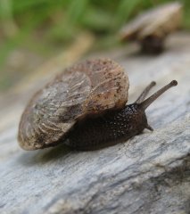 Seven Devils Mountainsnail photo by Bill Bosworth