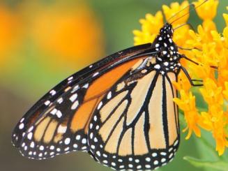 monarch butterfly