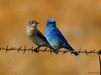 mountain bluebirds on fence