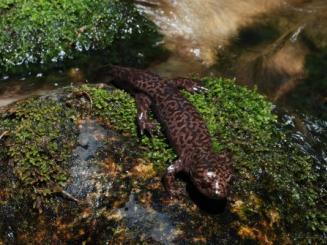 Idaho Giant Salamander- John Cossel