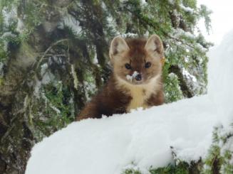 Marten by Lacy Robinson