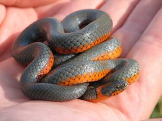 ring-necked snake by Joel Sauder