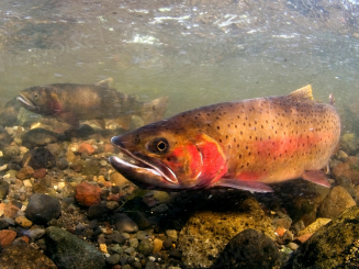 rainbow trout