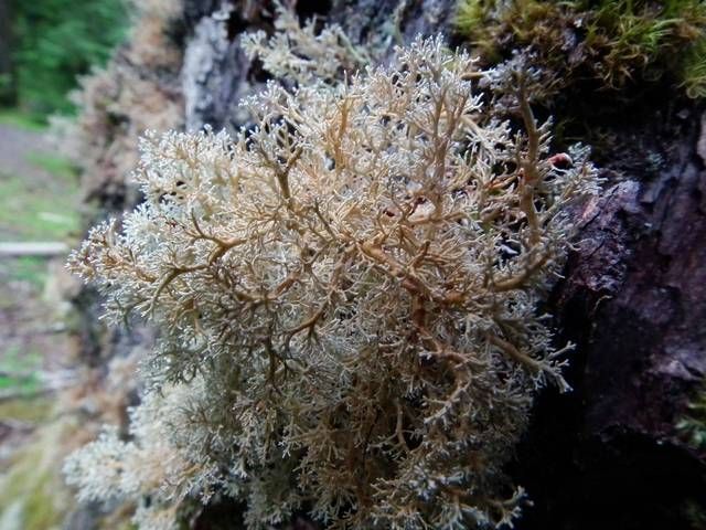 Tuckermann's Ball-bearing Lichen (Sphaerophorus tuckermanii) | Idaho ...