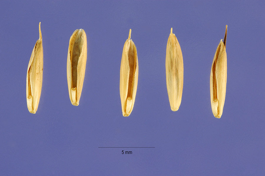 bromus secalinus