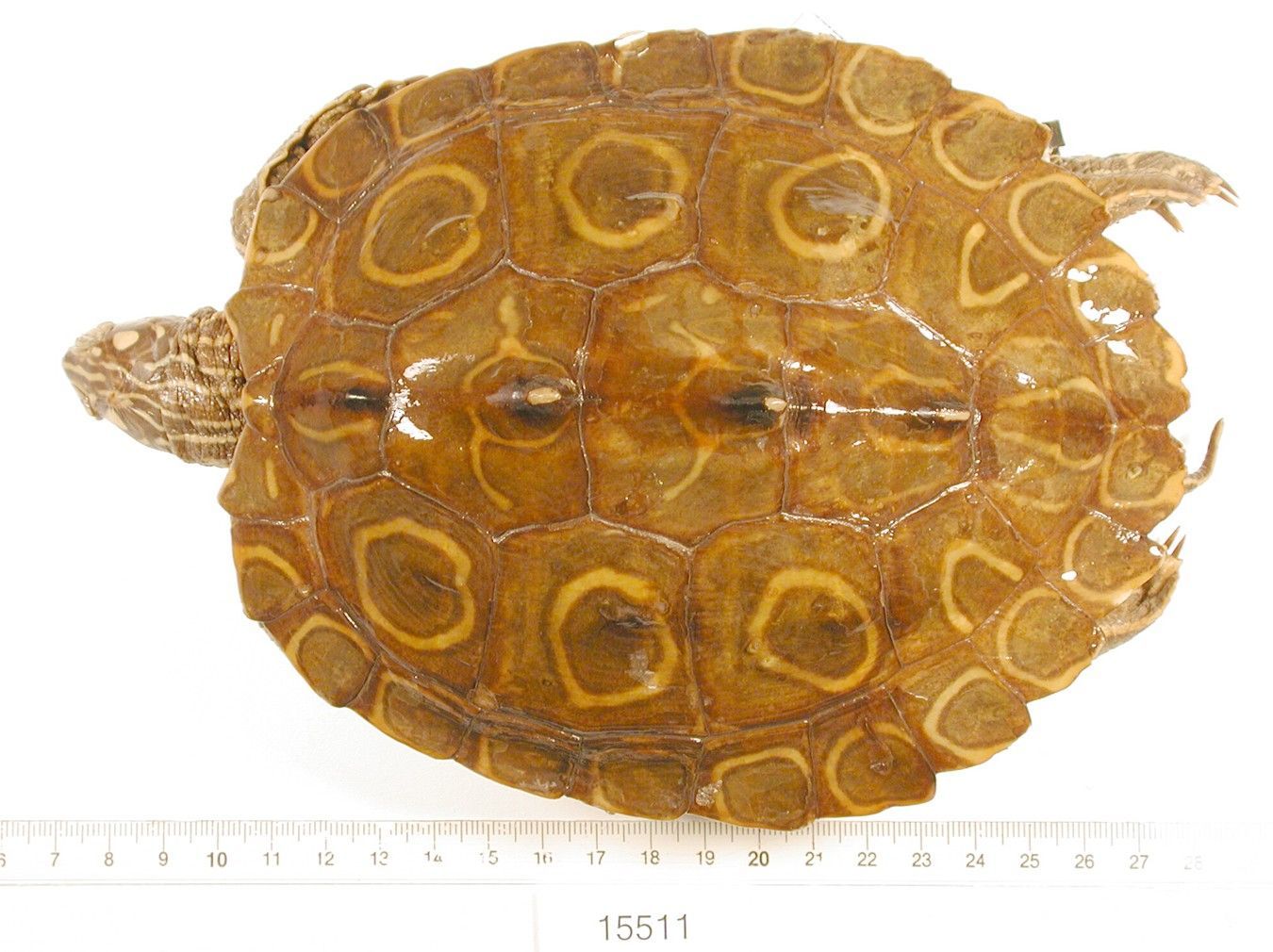 Map Turtle Shell