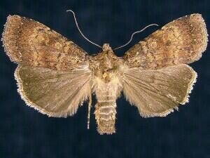 A Moth (Abagrotis apposita) | Idaho Fish and Game