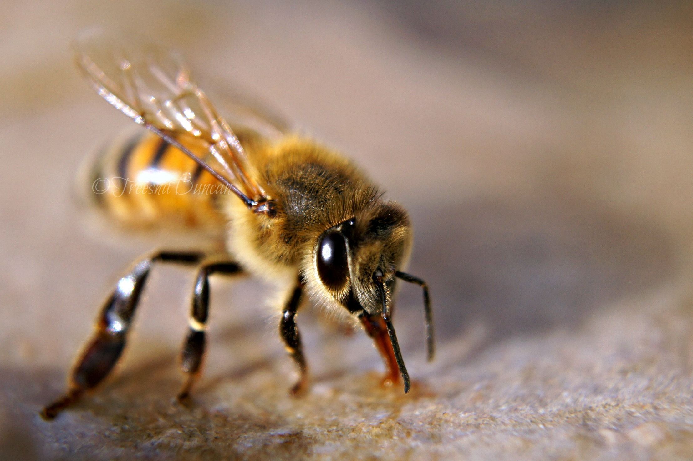 Western Honey Bee (Apis mellifera) | Idaho Fish and Game