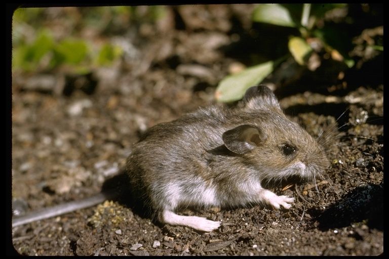 42+ Deer mice and house mice information