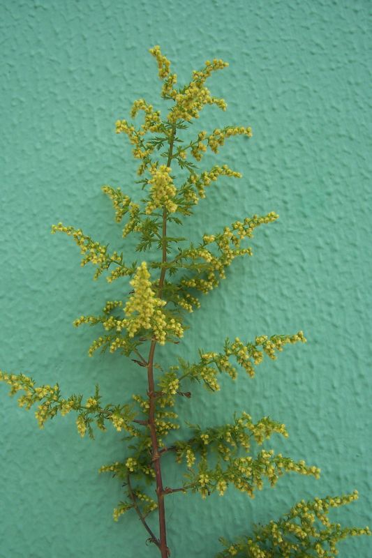 Artemisia annua - Wikispecies