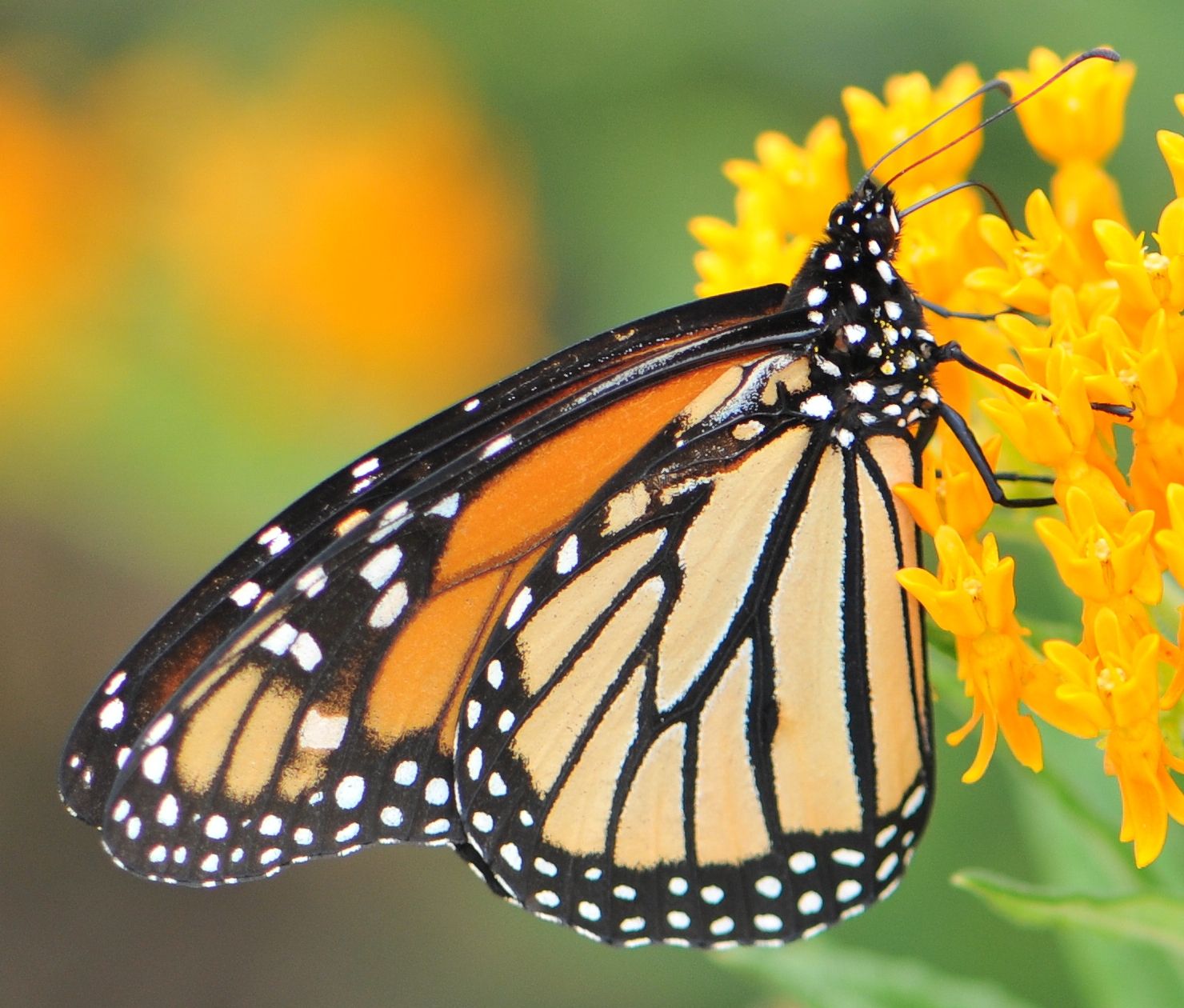 Monarch butterfly (Danaus plexippus) - JungleDragon