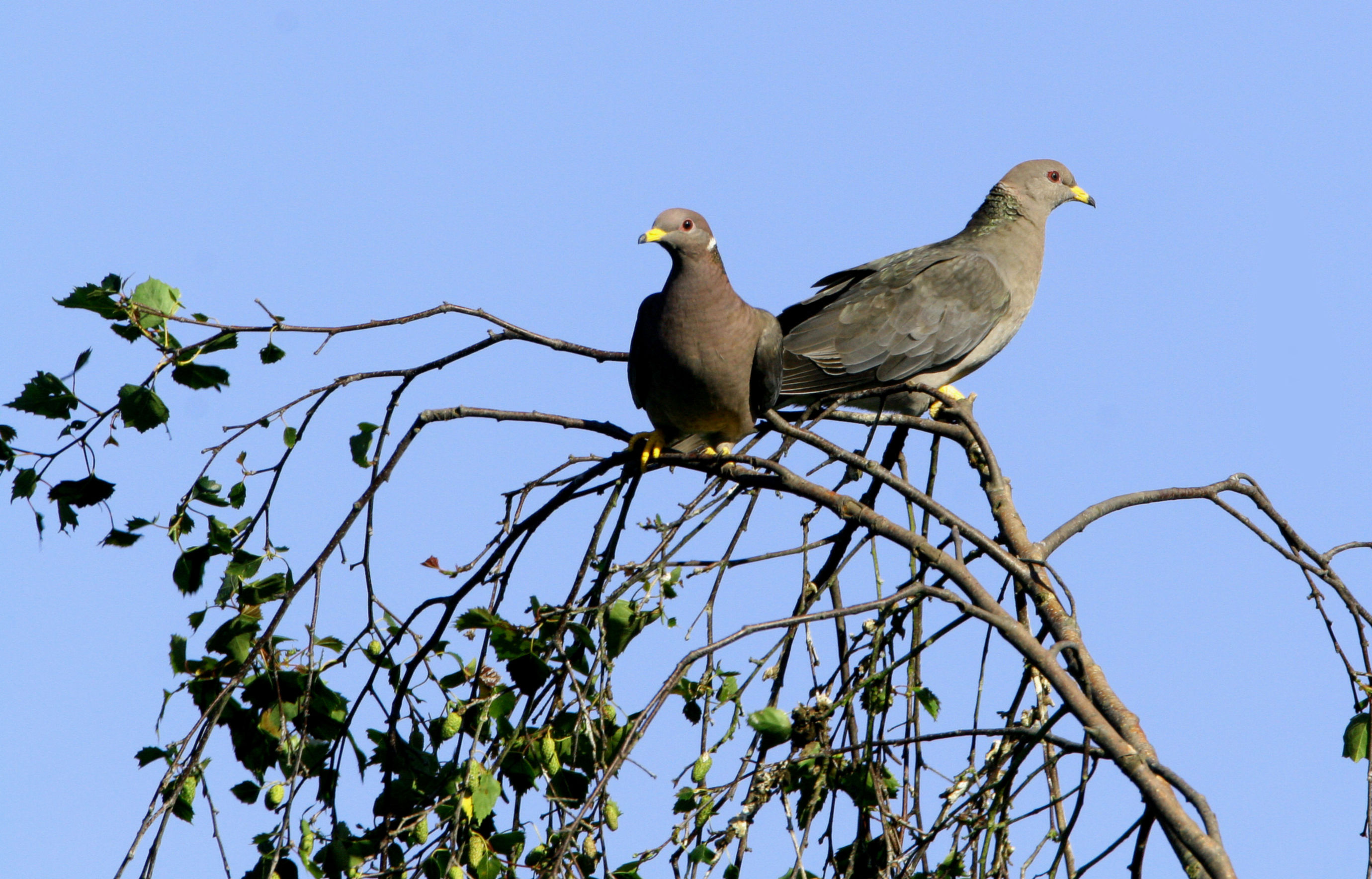 Southern band-tailed pigeon | Windy Hills Waterfowl