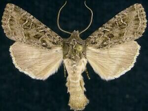 Glassy Cutworm Moth (Apamea devastator) | Idaho Fish and Game