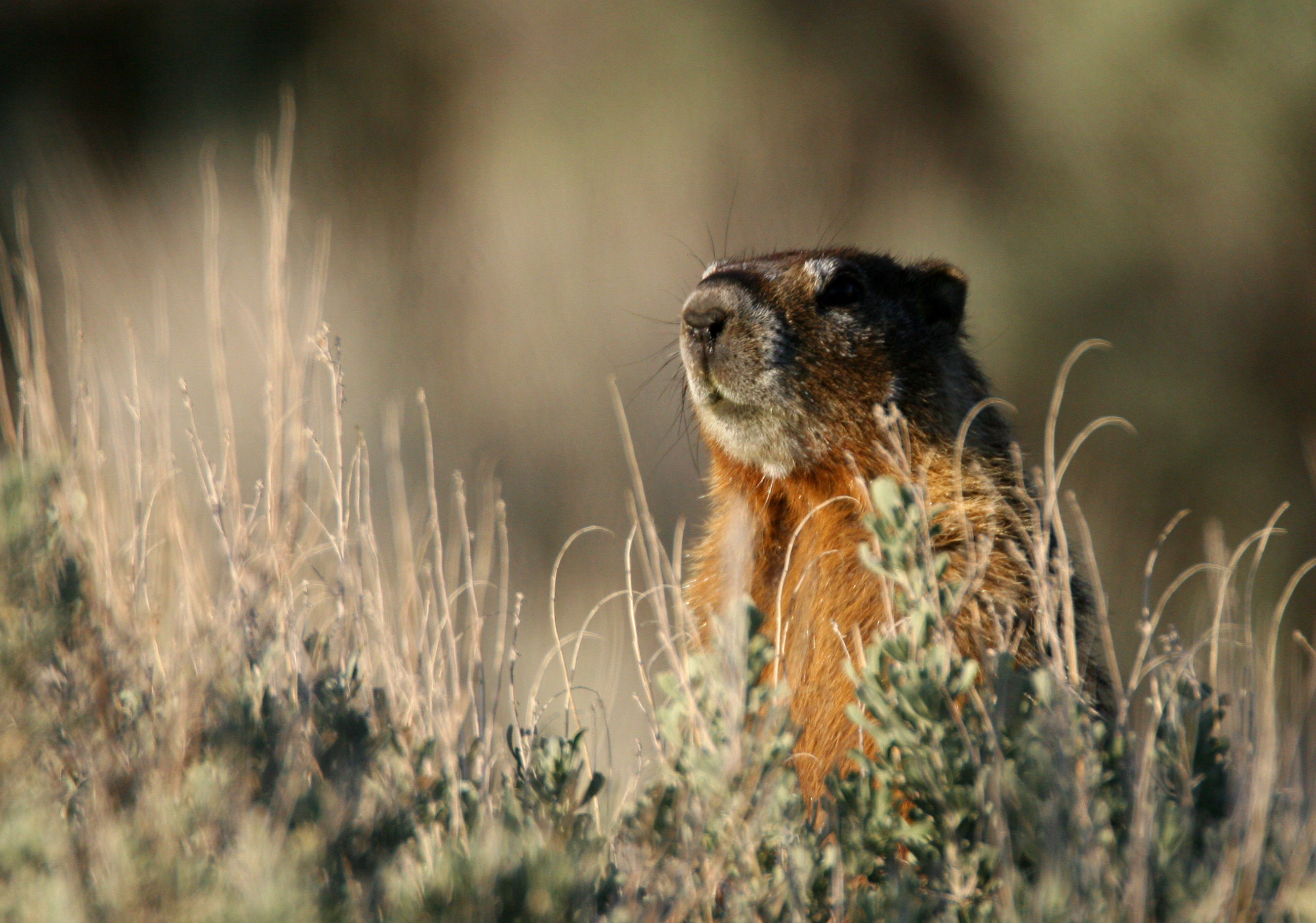 Marmot (Marmota) | Idaho and