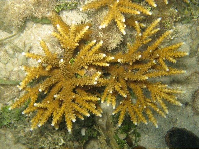 Fused Staghorn Coral - Acropora prolifera - USVI Caribbean