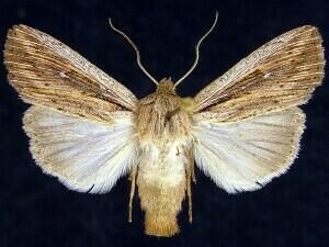 Heterodox Wainscot Moth (Leucania insueta) | Idaho Fish and Game
