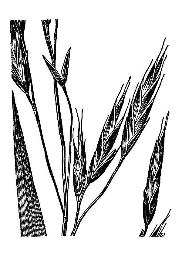 Brome Sitchensis