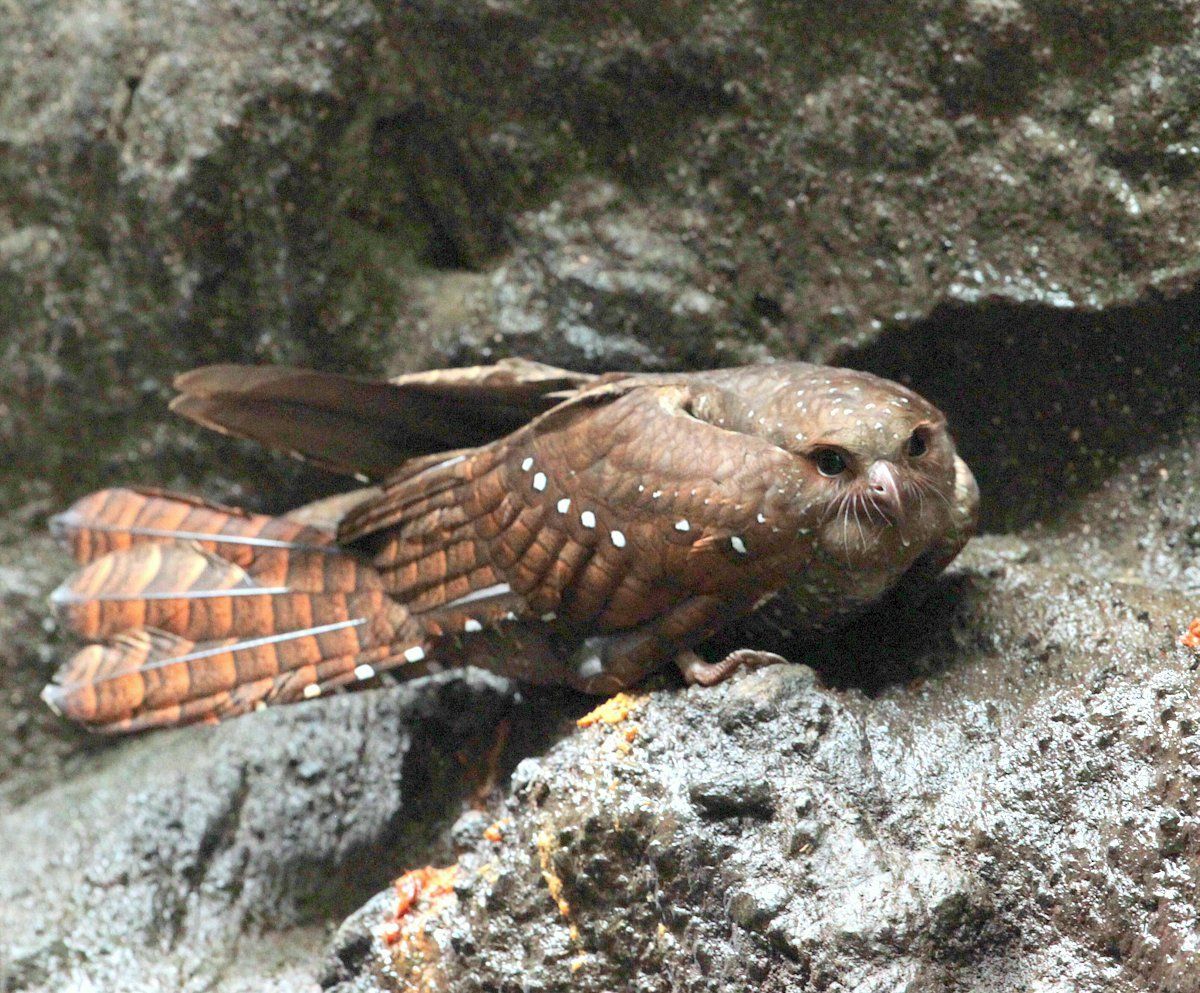 Steatornithidae | Idaho Fish and Game