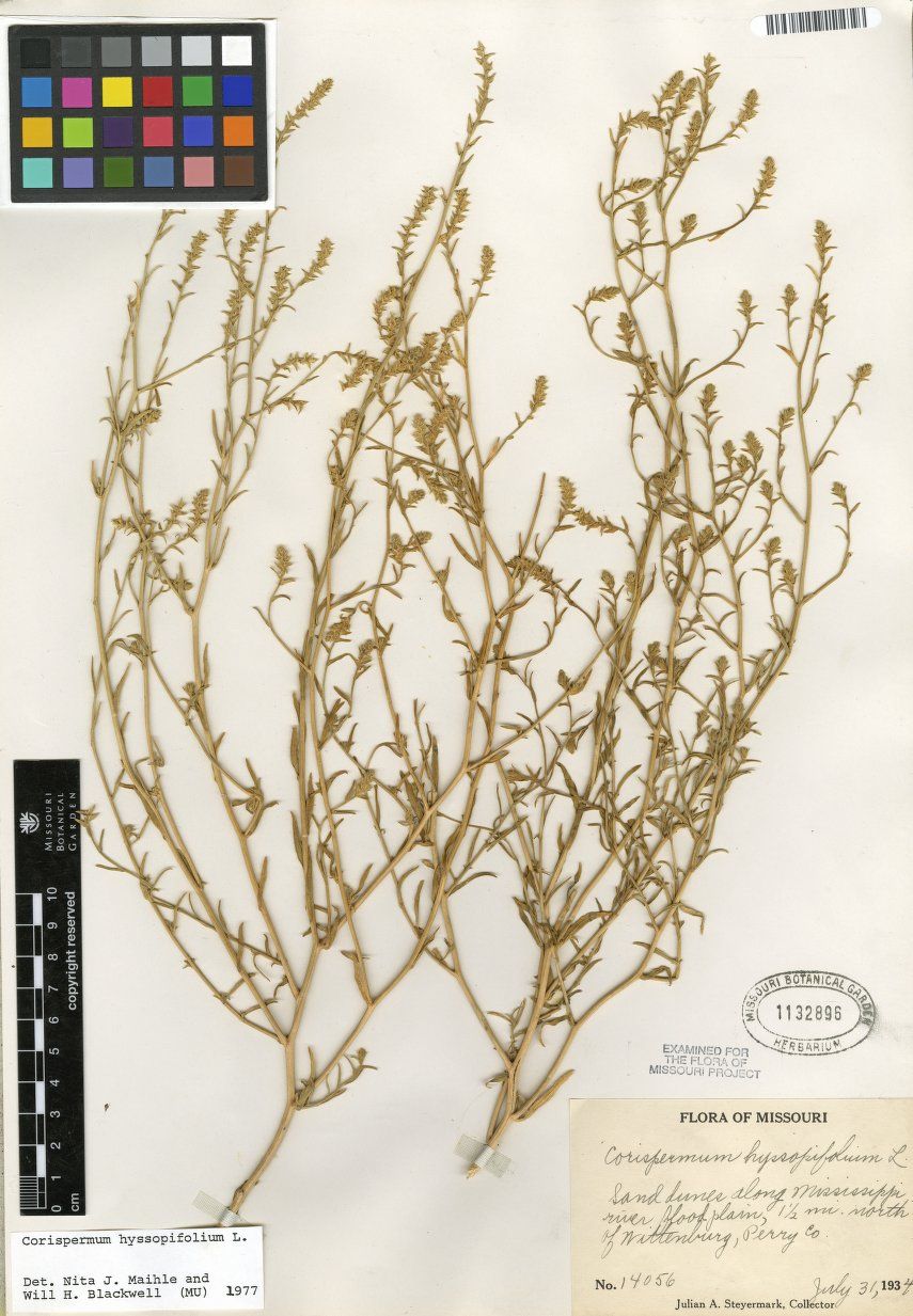 Hairy Bugseed (Corispermum villosum) | Idaho Fish and Game