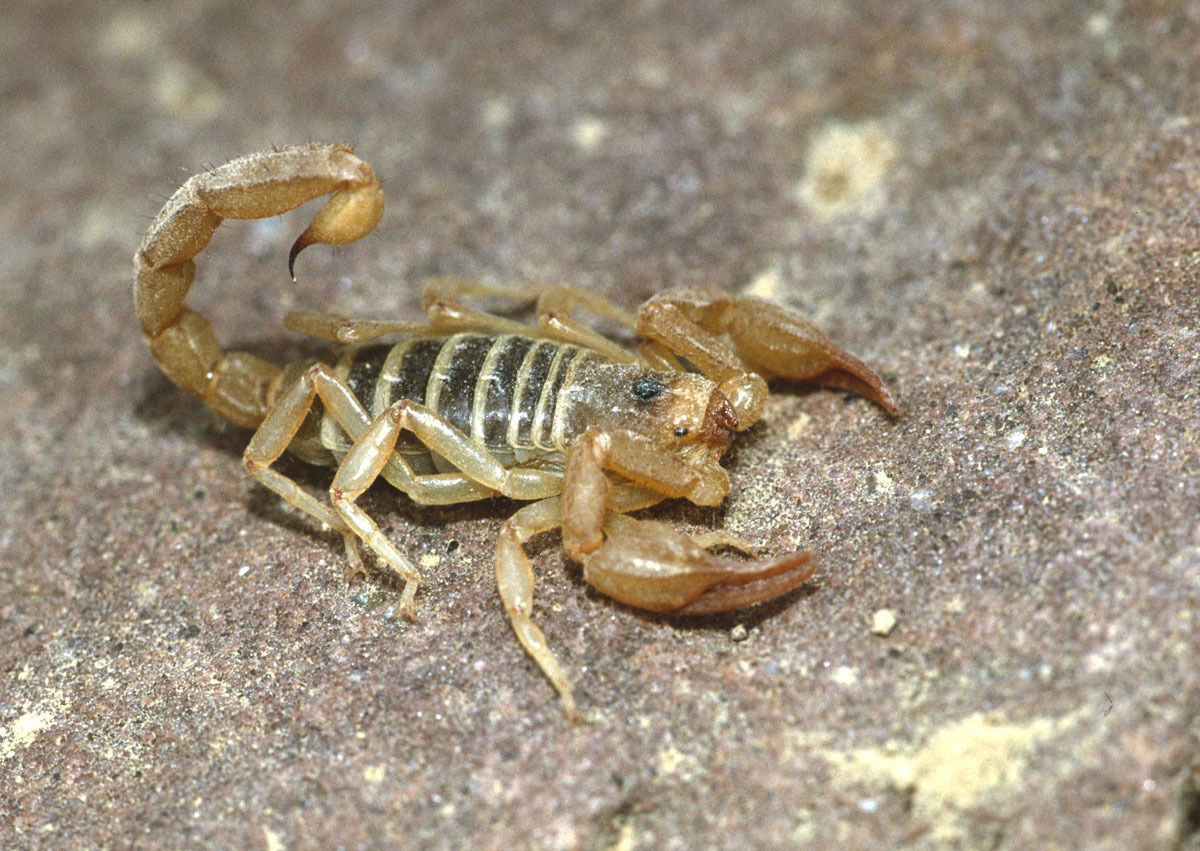 Northern Scorpion (Paruroctonus boreus) | Idaho Fish and Game