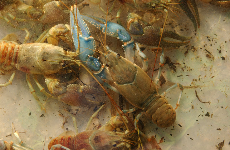 Virile Crayfish - Montana Field Guide