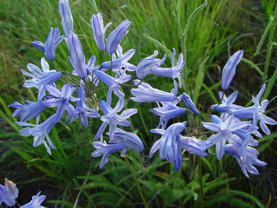 TÌNH YÊU CÂY CỎ ĐV4 - Page 79 Triteleia%20grandiflora